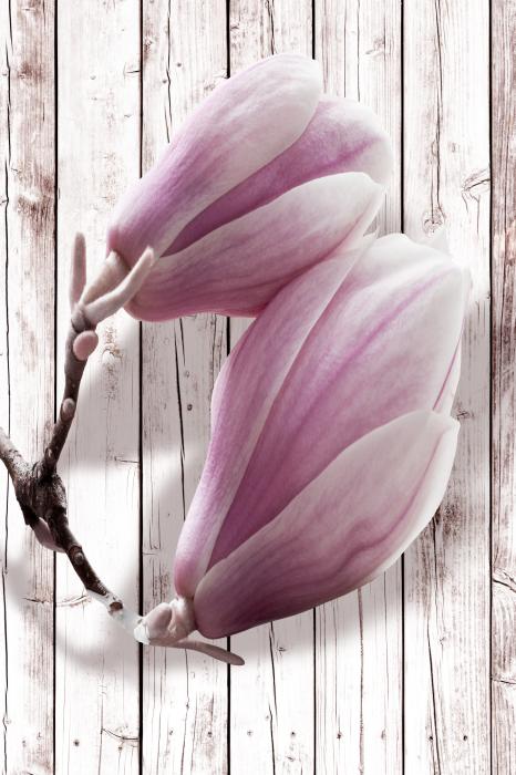 Canvas Spring Charm of Magnolia (1-part) - Vintage-Style Flower Nature