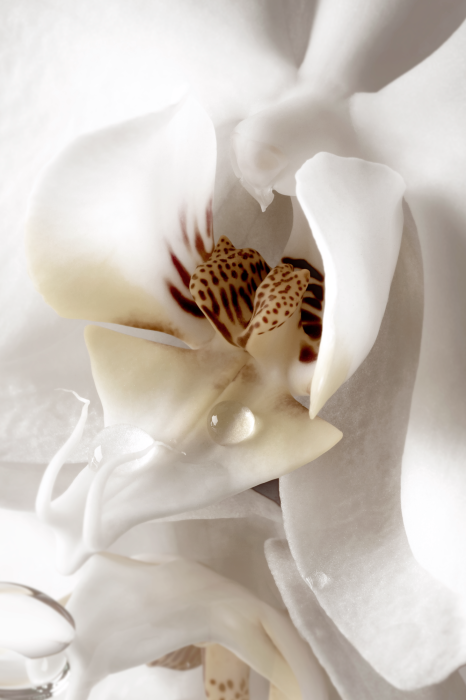 Canvas Drop Of Dreams (1 Part) Vertical