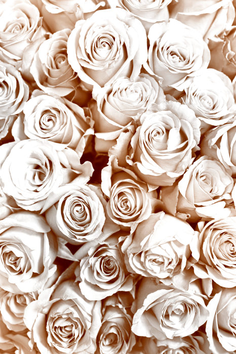 Canvas Rose Garden (1 Part) Vertical