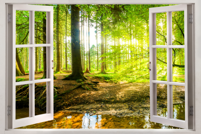 Canvas Window: View on Forest