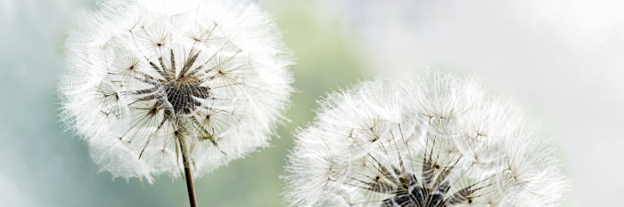 Canvas Romantic Summer