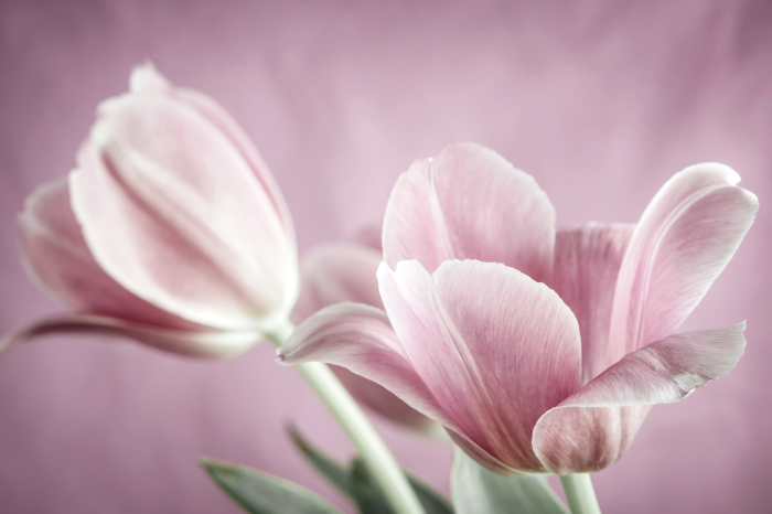 Canvas Romantic Tulips