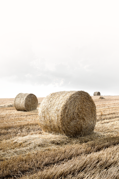 Canvas Hay (1 Part) Vertical