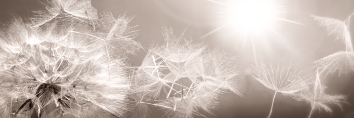 Canvas Summer Dandelions