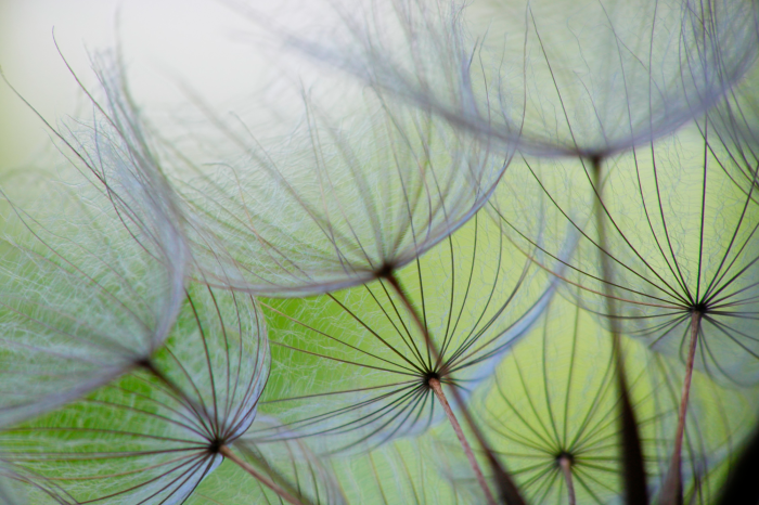 Canvas Dandelion in the wind