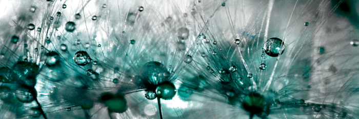 Canvas Sprinkled Dandelions