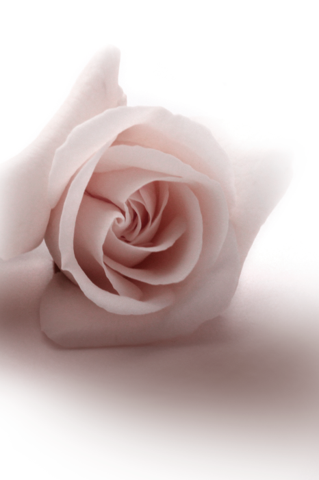 Canvas Floral Glamour Glow (1-part) - Delicate and Pastel Pink Rose