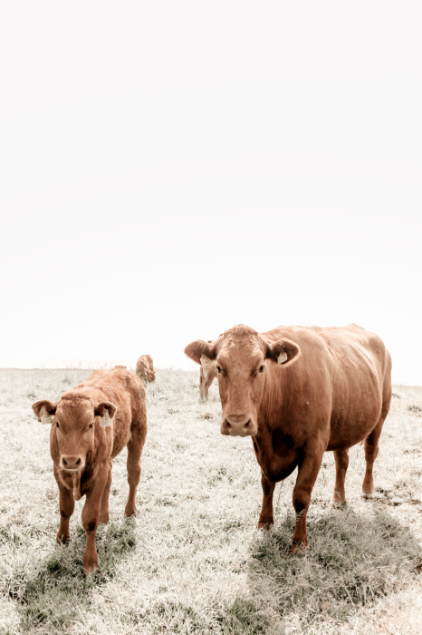 Canvas Mother and Calf (1 Part) Vertical