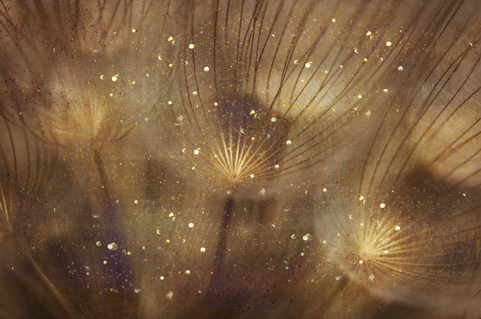 Canvas Golden Dandelions (1 Part) Wide