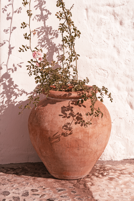 Canvas Een aarden pot met een tere plant