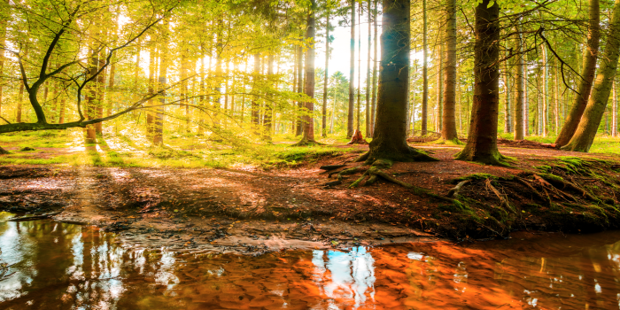 Canvas Autumnal Reverie