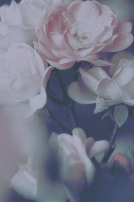 Canvas Morning Roses (1 Part) Vertical