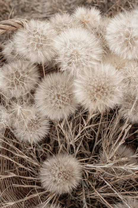 Canvas Delicate Bunch (1 Part) Vertical