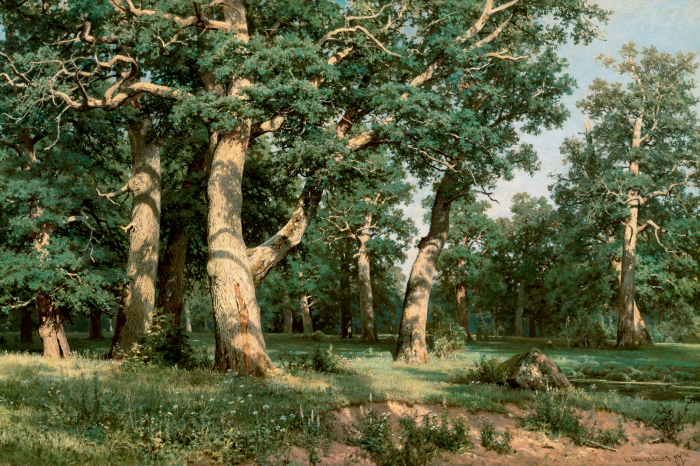 Canvas Stammen van oude eikenbomen in het struikgewas van groen