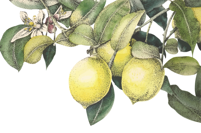 Canvas Citroenplantmotief met groene bladeren en fruit