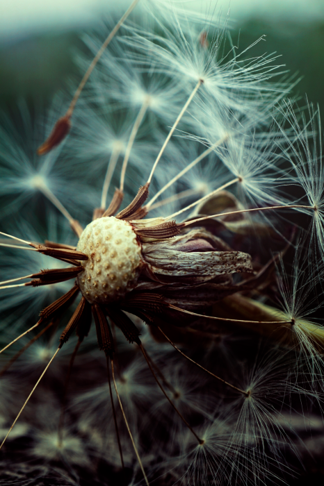 Canvas Last Hope (1 Part) Vertical