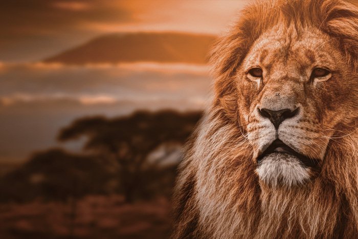 Canvas Majestueus portret van een volwassen leeuw tegen de achtergrond van de savanne