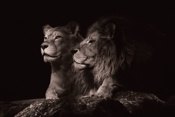 Canvas Volwassen leeuwen rusten op een stenen rots