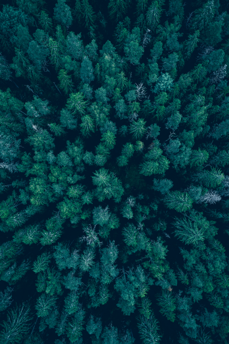 Poster Groene boomkronen van bovenaf gezien