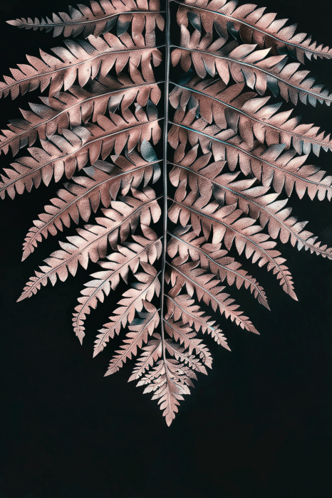 Poster Een delicate varen in een poederachtige schaduw