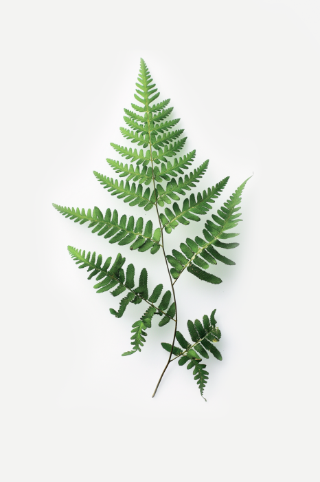 Poster Minimalistische botanische illustratie van een varen