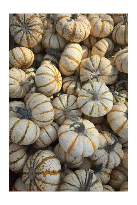 Poster Kleurrijke pompoenen ondergedompeld in de gouden stralen van de herfst