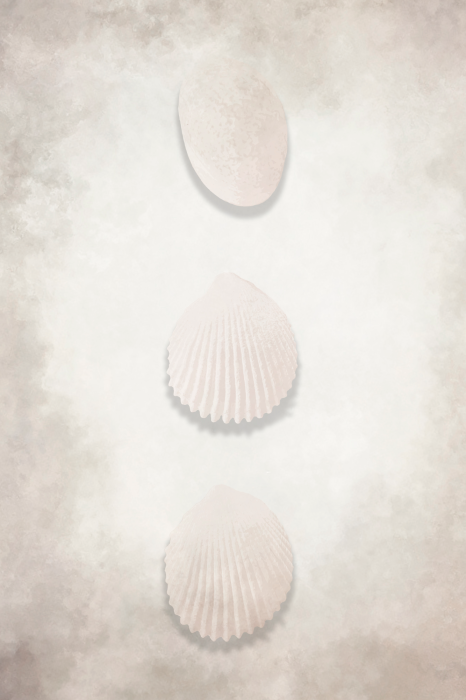 Poster Minimalistische schelpcompositie