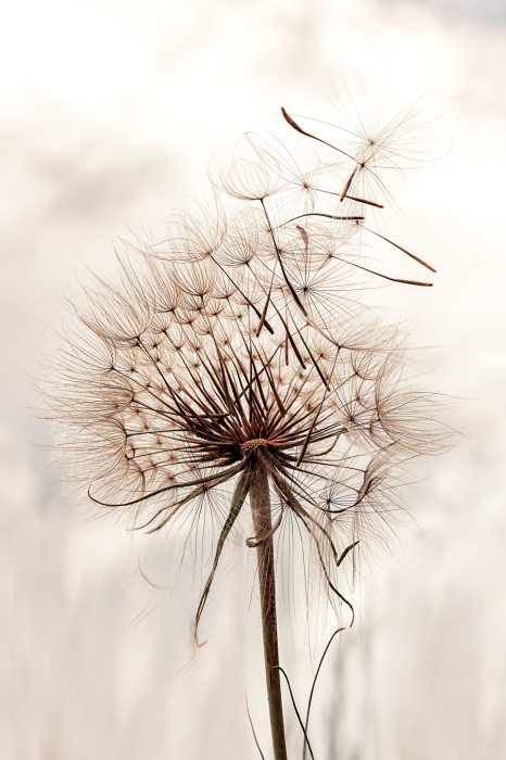 Poster Een subtiele paardenbloem in de wind