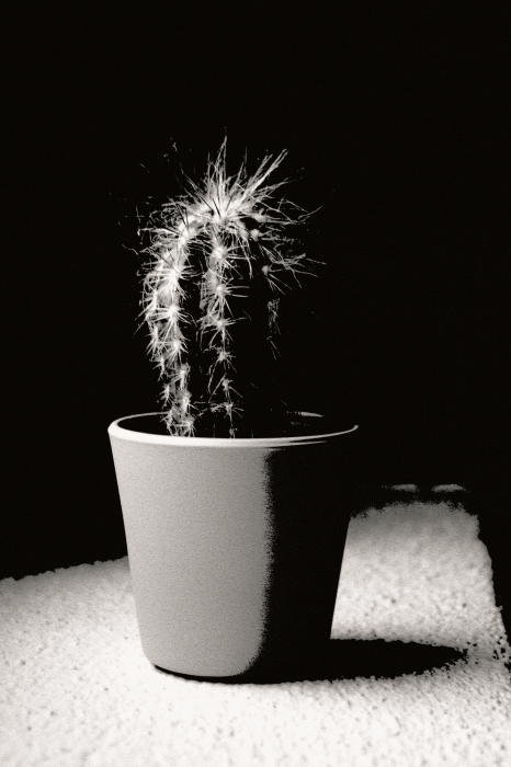 Poster Cactus in de schijnwerpers