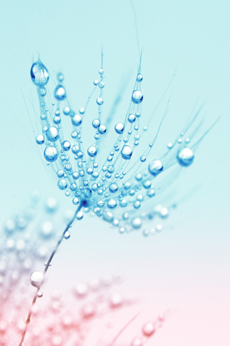 Poster Een ochtenddruppel op een tere paardenbloem