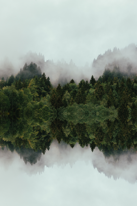 Poster De symmetrie van de natuur in bomen en wolken