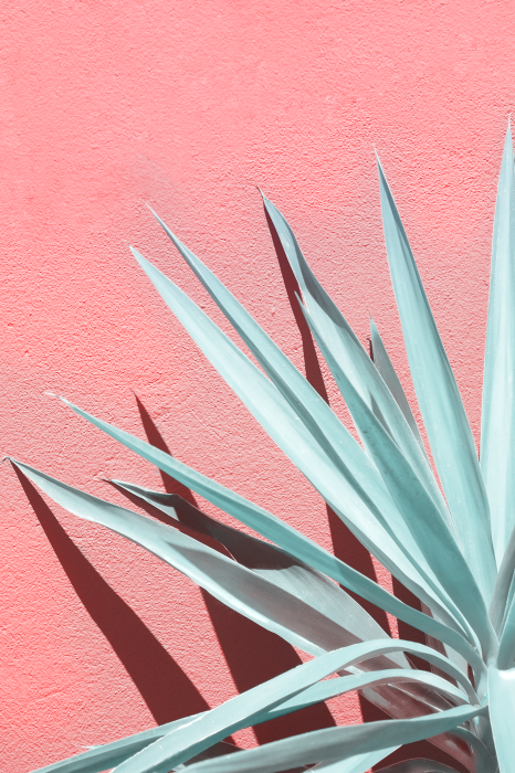 Poster Lichtgroene bladeren op een roze achtergrond