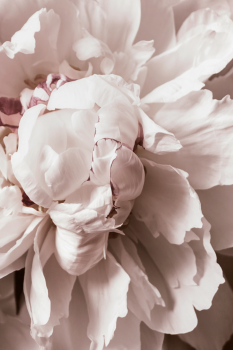 Poster Romantisch bloemblaadjesdetail