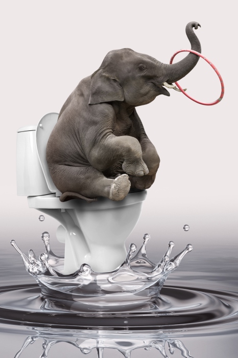 Poster Een humoristische scène met een babyolifant