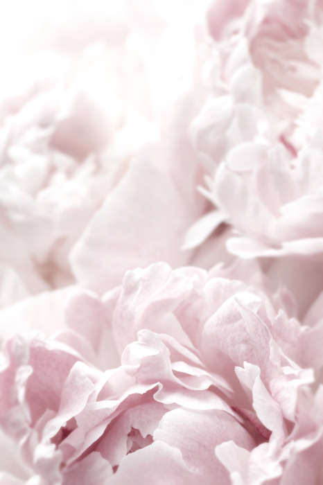 Poster Bloemen in pasteltinten roze