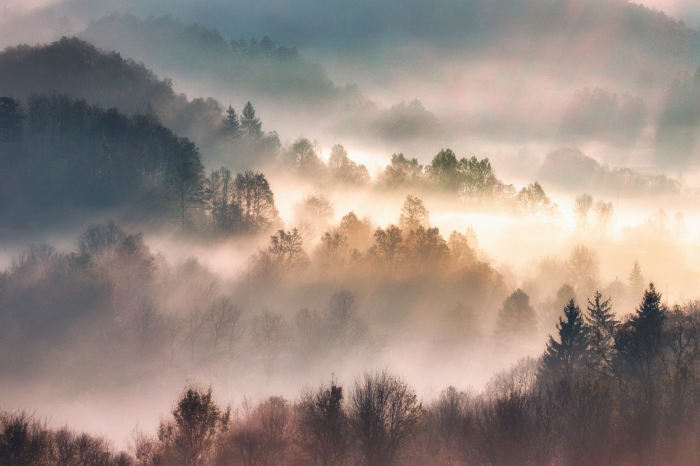 Poster Bomen van een berglandschap in de mist