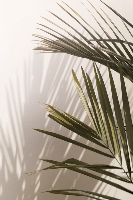 Poster Een minimalistisch frame van palmbladeren