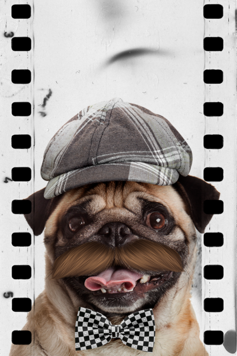 Poster Een gestileerd portret van een mopshond met retro-accessoires.
