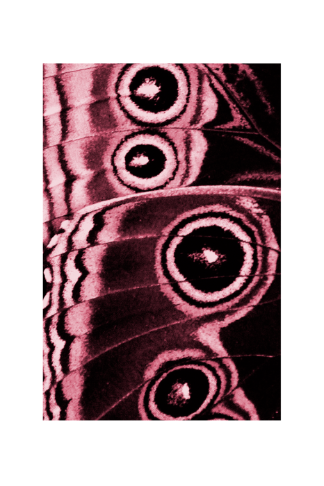 Poster Vlindervleugeldetails in roze