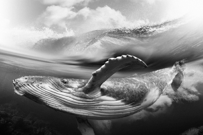 Poster Onderwaterfoto van een walvis in zwart-wit