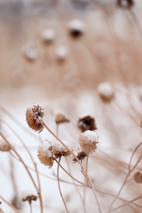 Poster Delicate wilde bloemen in een winterlandschap