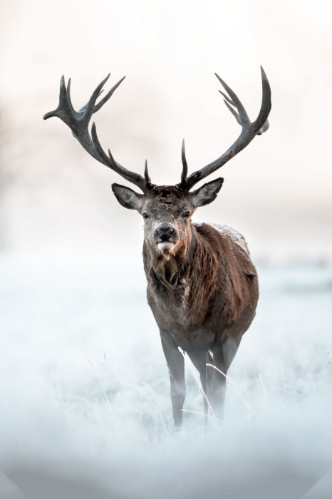 Poster Wilde herten met geweien in de mist