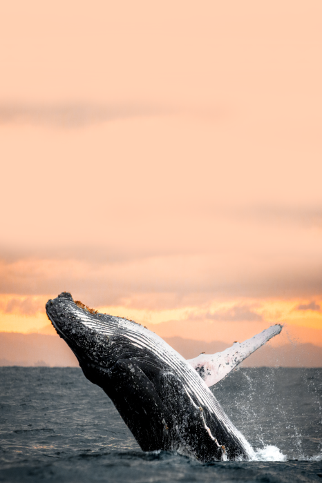 Poster Een dynamische foto van een walvis boven het oceaanoppervlak