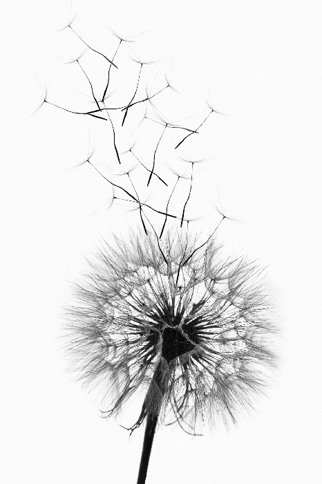 Poster Een delicate zwart-witillustratie van een paardenbloem