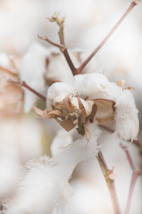 Poster Zachte witte pluizige katoenen bloemen
