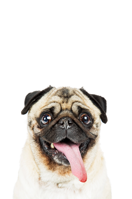 Poster Portret van een lachende mopshond met zijn tong uitgestoken