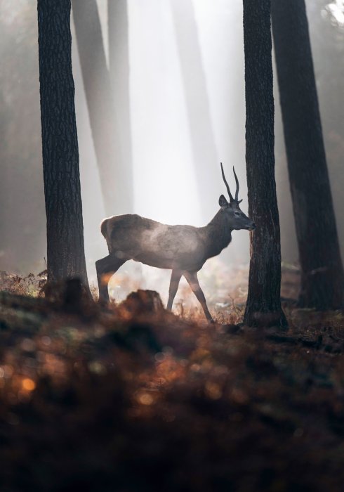 Poster Hirsch im nebligen Wald bei Morgendämmerung Landschaft