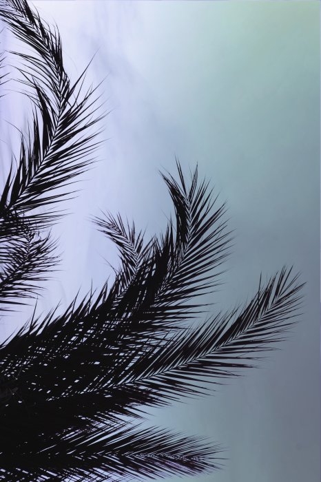 Poster Schwarze Palmblätter vor dem Himmel