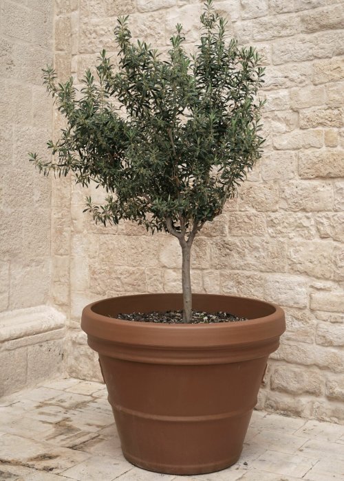 Poster Olivenbäumchen Sommerkomposition mit Pflanze im Topf