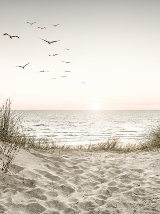 Poster Mohnfeld bei Sonnenaufgang Sommerlandschaft